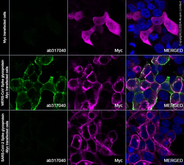 Alexa Fluor® 594 Anti-Myc tag antibody [9E10](AB223894)