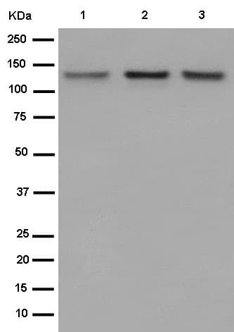 Anti-POLD1 antibody [EPR15118](AB186407)