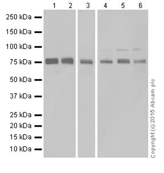 Anti-DRP1 antibody [EPR19274](AB184247)