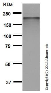 Anti-Neurofilament heavy polypeptide antibody [EP673Y] - BSA and Azide free(AB247290)