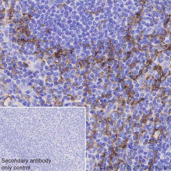 Anti-CD11c antibody [EP1347Y] - BSA and Azide free(AB216655)