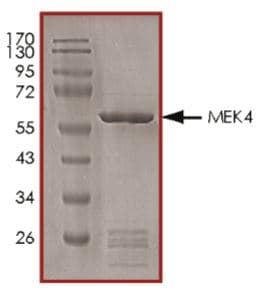 Ab268755  Sds Page Img34417