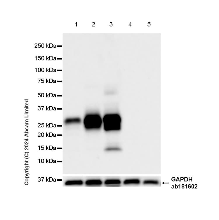 Anti-HLA DR + DP + DQ antibody [CR3/43](ab7856)