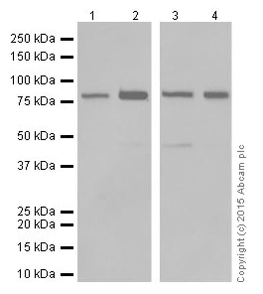 Anti-PI 3 Kinase p85 alpha antibody [EPR18702](AB191606)