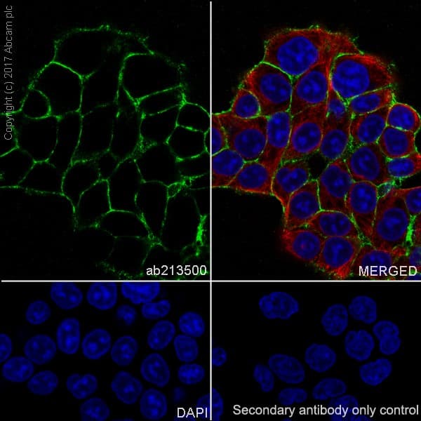 Anti-EpCAM antibody [EPR20532-222] - BSA and Azide free(AB232539)