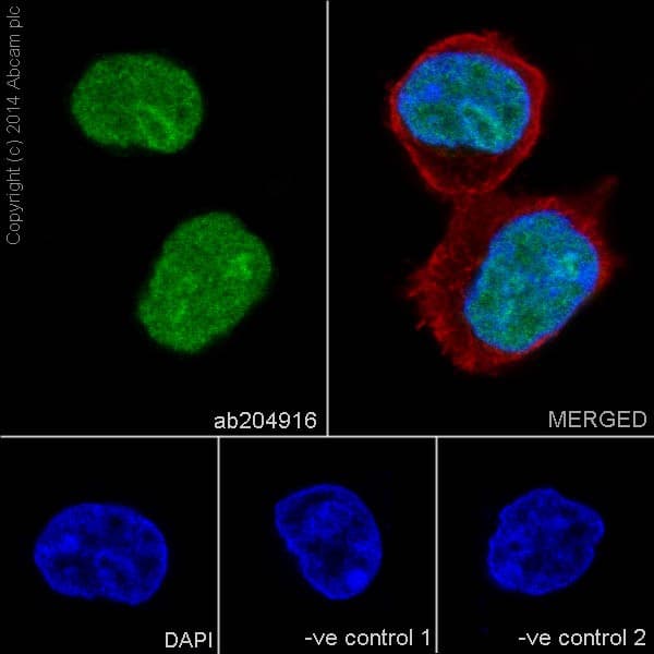 Anti-SC35 antibody [EPR12238](AB204916)