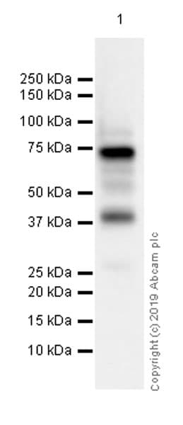 Syk Antibody Ep573y Ab40781  Western Blot Img7951
