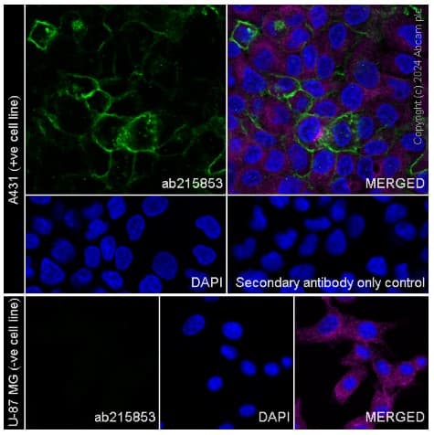 Aquaporin 3 Antibody Epr19932 Ab215853  Immunocytochemistry Immunofluorescence Img428949