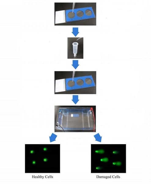 Comet Assay Kit (3-well slides)(AB238544)