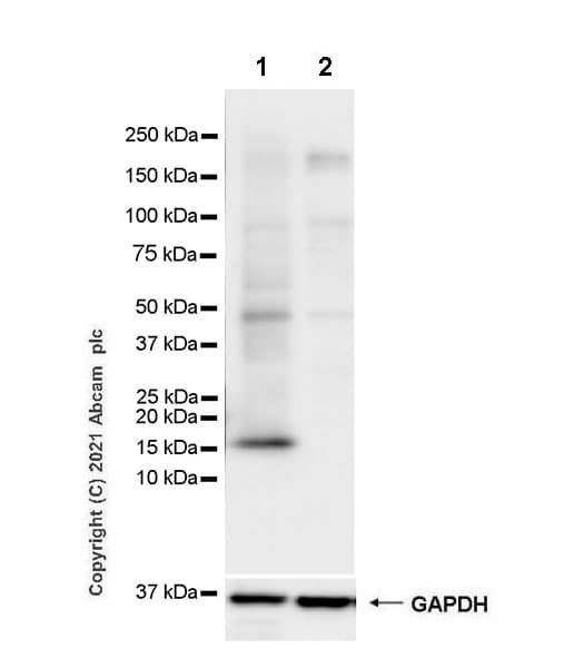 Anti-Iba1 antibody [EPR16589] - Rat IgG2a (Chimeric)(AB283346)