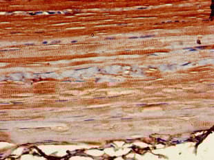 Anti-POT1 antibody(ab229803)