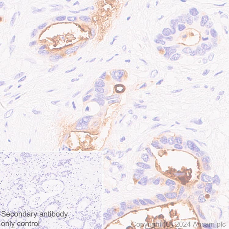 Muc17 Antibody Epr28482 85 Ab316971  Immunohistochemistry Formalin Pfa Fixed Paraffin Embedded Sections Img429270