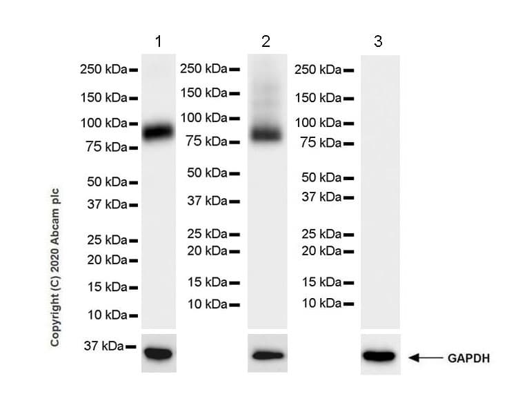 Anti-SV2A antibody [EPR23500-32](AB254351)