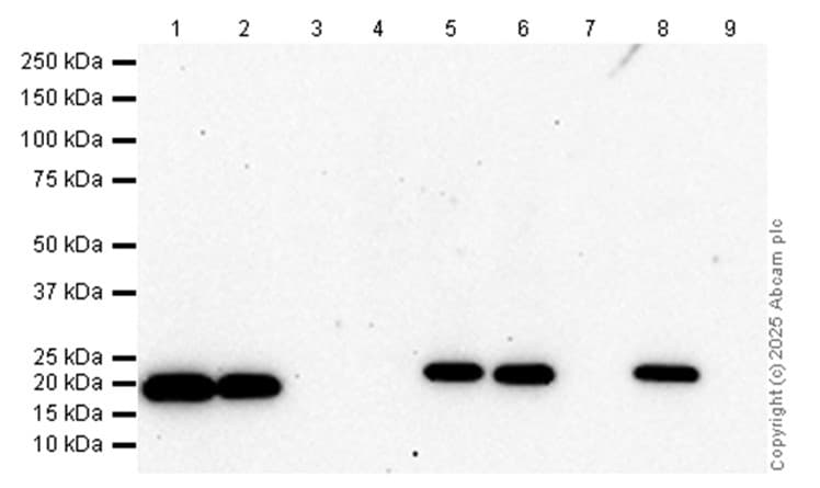 Anti-CD3 epsilon antibody [SP7] - BSA and Azide free(AB205228)