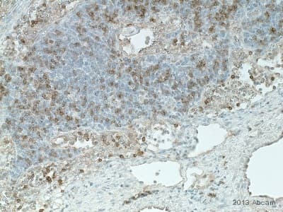 Anti-CD8 alpha antibody(AB4055)
