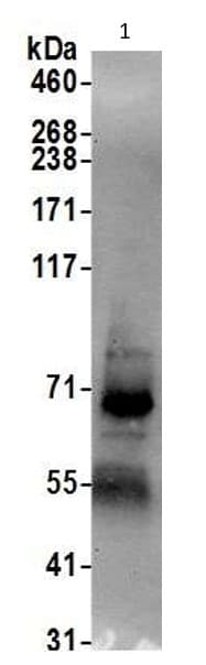 Net1 Antibody Ab113202  Immunoprecipitation Img179957