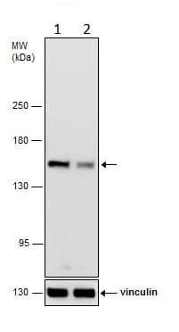 Anti-Rad50 antibody(AB228886)