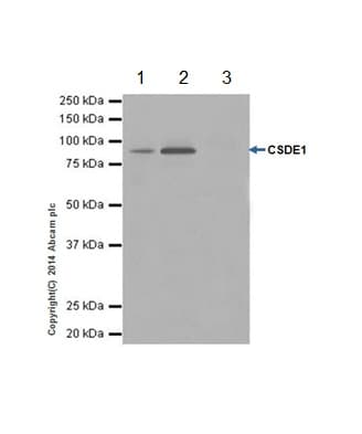 Anti-CSDE1/NRU antibody [EPR17413] - BSA and Azide free(AB251319)