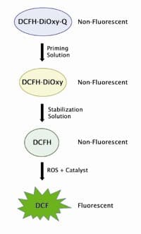 DCF ROS/RNS Assay Kit (biofluids, culture supernatant, cell lysates)(AB238535)