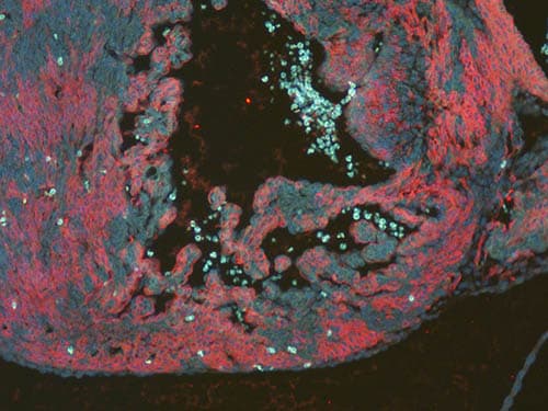 Anti-RFP antibody(AB124754)