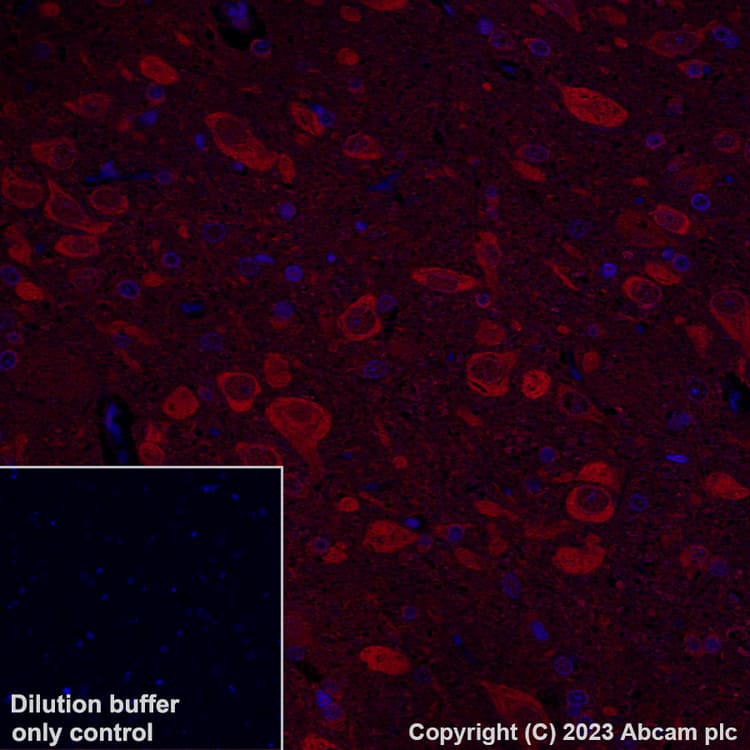 Alexa Fluor® 647 Anti-Hsp70 antibody [3A3](AB309609)