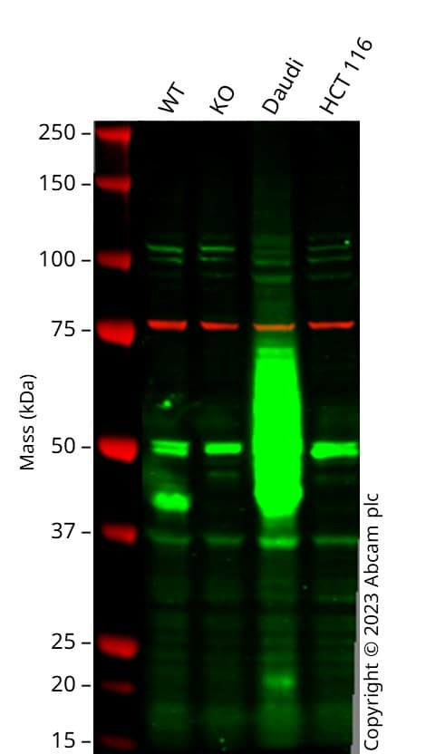 Anti-Calnexin antibody [CANX/1543](AB238078)
