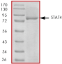 Recombinant Human STAT4 protein(ab84634)