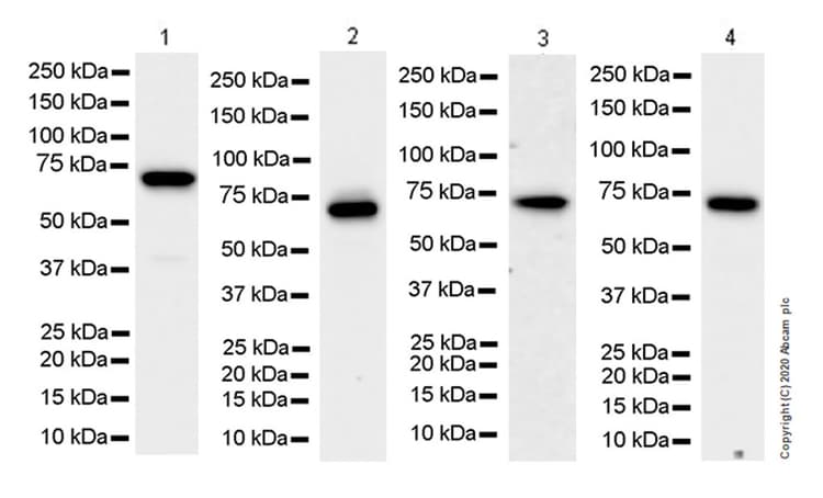 Anti-YTHDF2 antibody [EPR23544-19] - BSA and Azide free(AB275037)