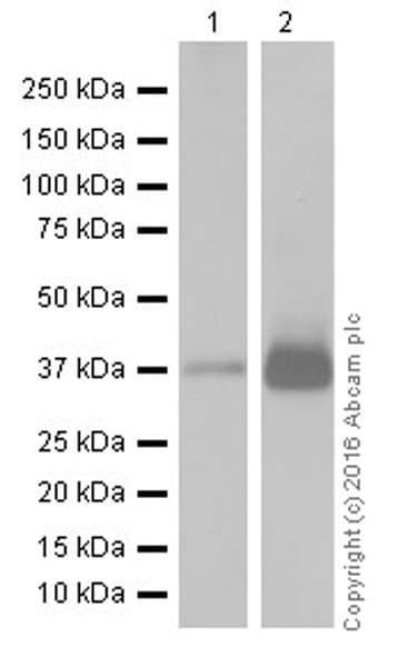 Anti-MTCO1 antibody [EPR19642](AB203917)