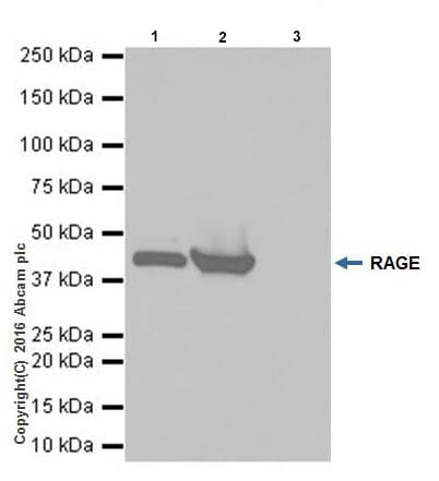 Anti-RAGE antibody [EPR16849-75] - Low endotoxin, Azide free(AB225533)