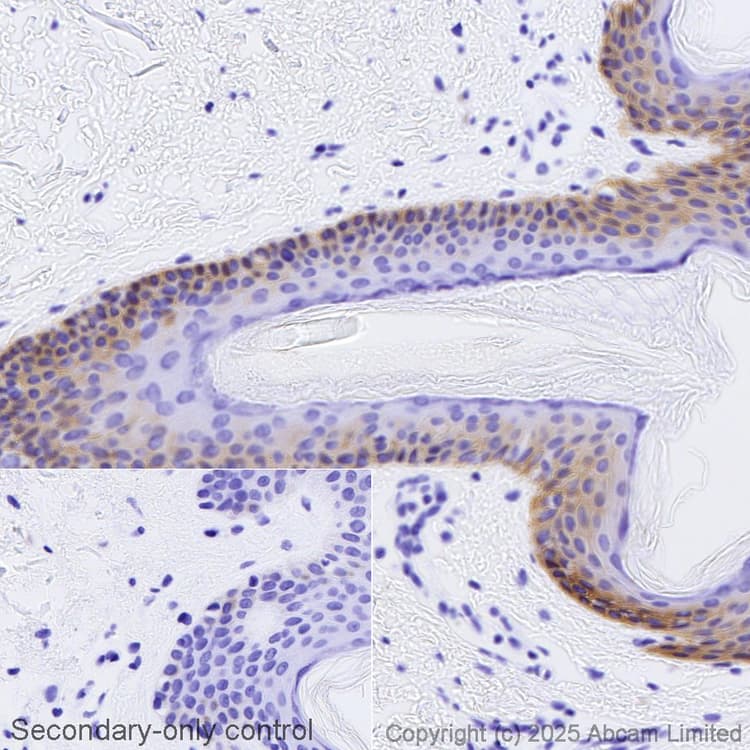 Avidin/Biotin Blocking Kit(ab64212)