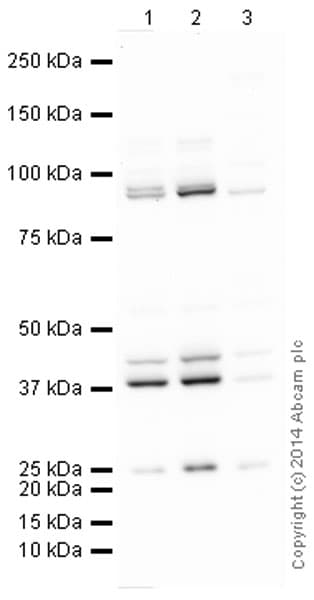 Prmt1 Antibody Ab73246  Western Blot Img93295