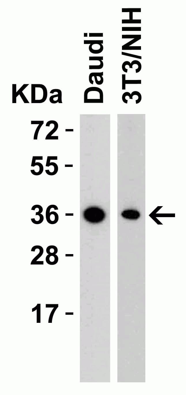 Anti-RSPO1 antibody(AB106556)
