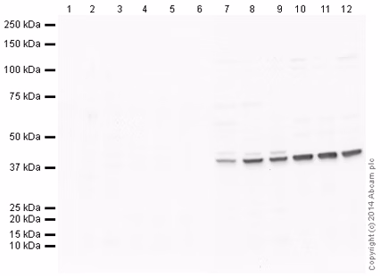 Rabbit Igg Polyclonal Isotype Control Chip Grade Ab171870 Western Blot Img121614