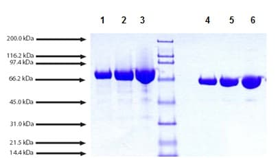 Native Cynomolgus Monkey Transferrin Protein Ab198644  Sds Page Img6584