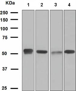 Anti-EGR2 antibody [EPR4004] - BSA and Azide free(AB232368)