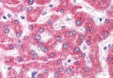 Anti-ENPP3/B10 antibody(AB189116)