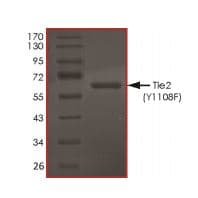Ab269049  Sds Page Img5021