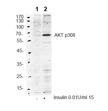 Anti-AKT (phospho T308) antibody(AB38449)