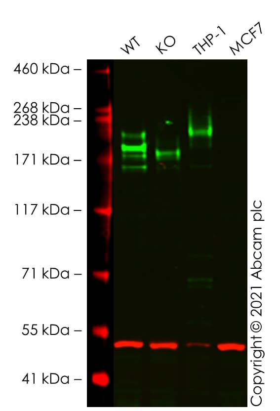 Anti-CD45 antibody [EP322Y](AB40763)