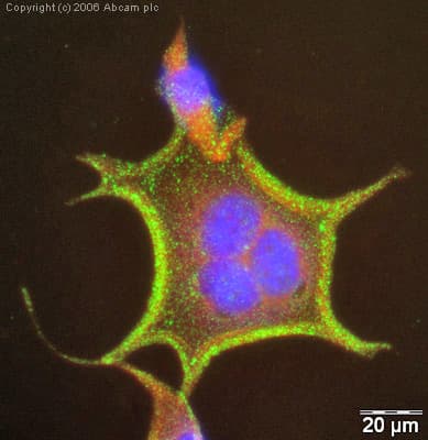 Anti-pan Cadherin antibody [mAbcam22744](AB22744)