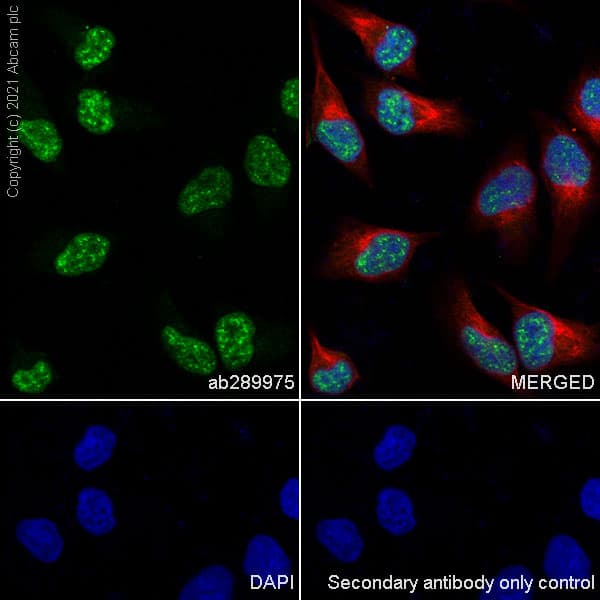Anti-HCF-1 / Host Cell Factor C1 antibody [EPR25290-18](AB289975)