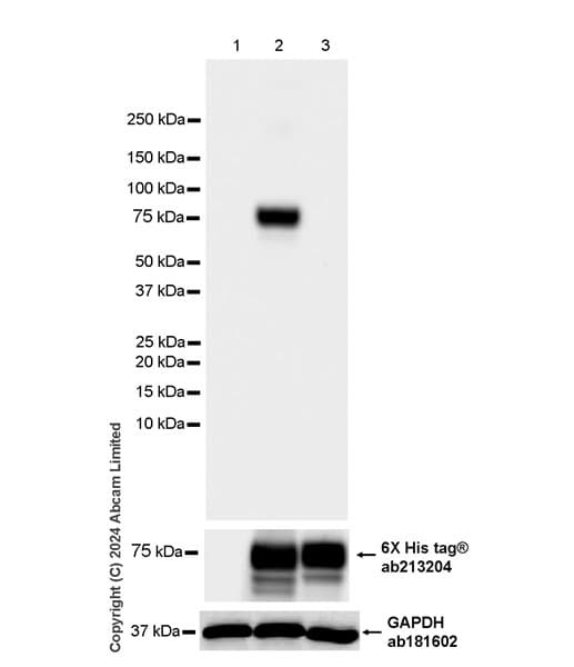 Anti-Nipah virus Glycoprotein G antibody [EPR29883-707](ab322205)
