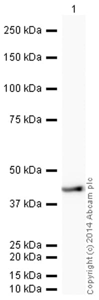 HRP Anti-alpha smooth muscle Actin (acetyl E3) + ACTG2 (acetyl E3) antibody [E184](AB196920)