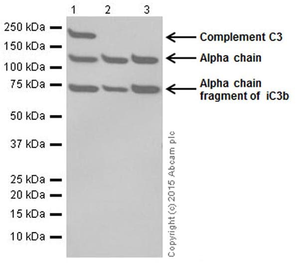 Anti-C3 antibody [EPR19394](AB200999)