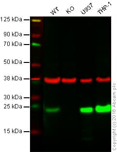 Anti-TMS1/ASC antibody [EPR10402(B)] - BSA and Azide free(AB249023)