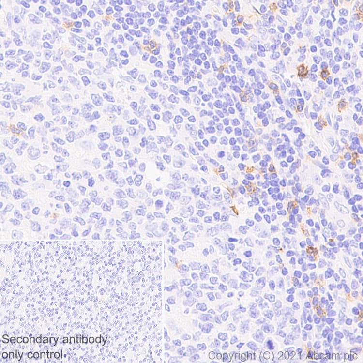 Cxcr6 Antibody Epr24686 113 Bsa And Azide Free Ab281934  Immunohistochemistry Formalin Pfa Fixed Paraffin Embedded Sections Img166367