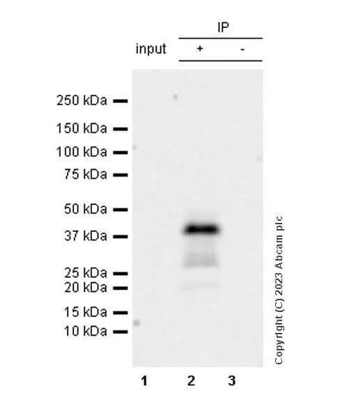 Anti-Connexin 43 / GJA1 antibody [RM1071] - BSA and Azide free(AB314909)