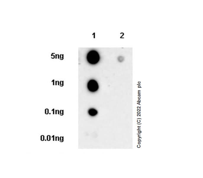 Anti-ZEB1 antibody [EPR26184-63] - BSA and Azide free(AB303481)