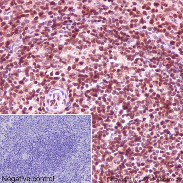 Anti-GAPDH antibody [EPR16891] - Loading Control(AB181602)